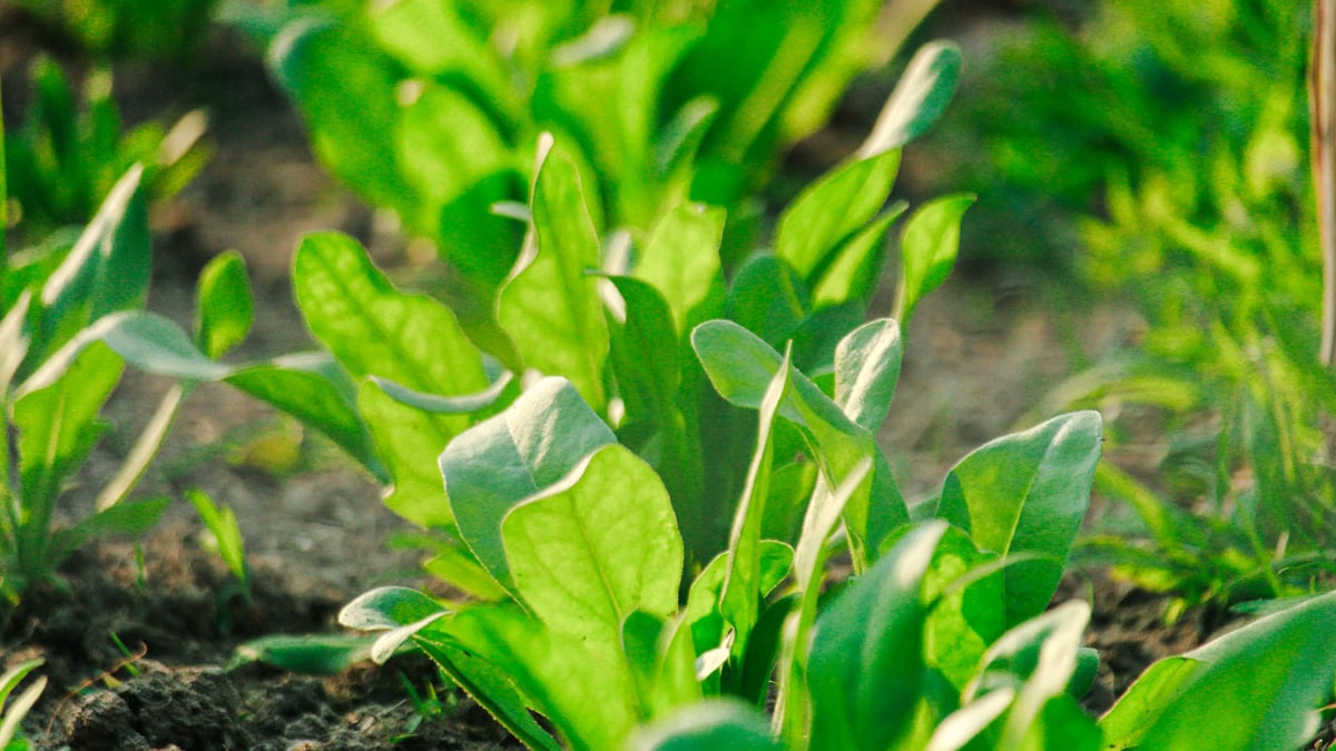 Vibrant green spinach leaves growing in a garden bed during daytime.